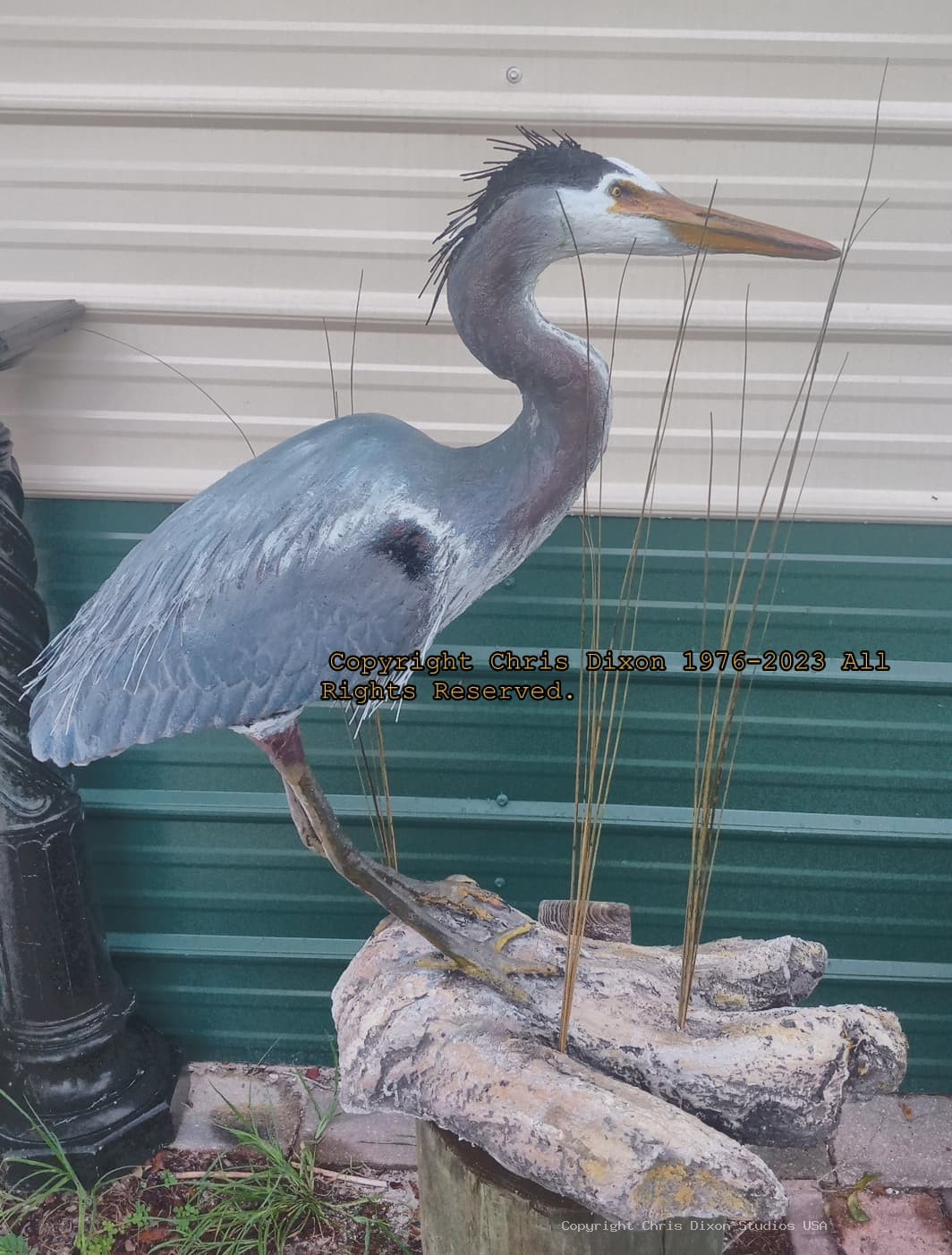 Heron29Plummaged 007