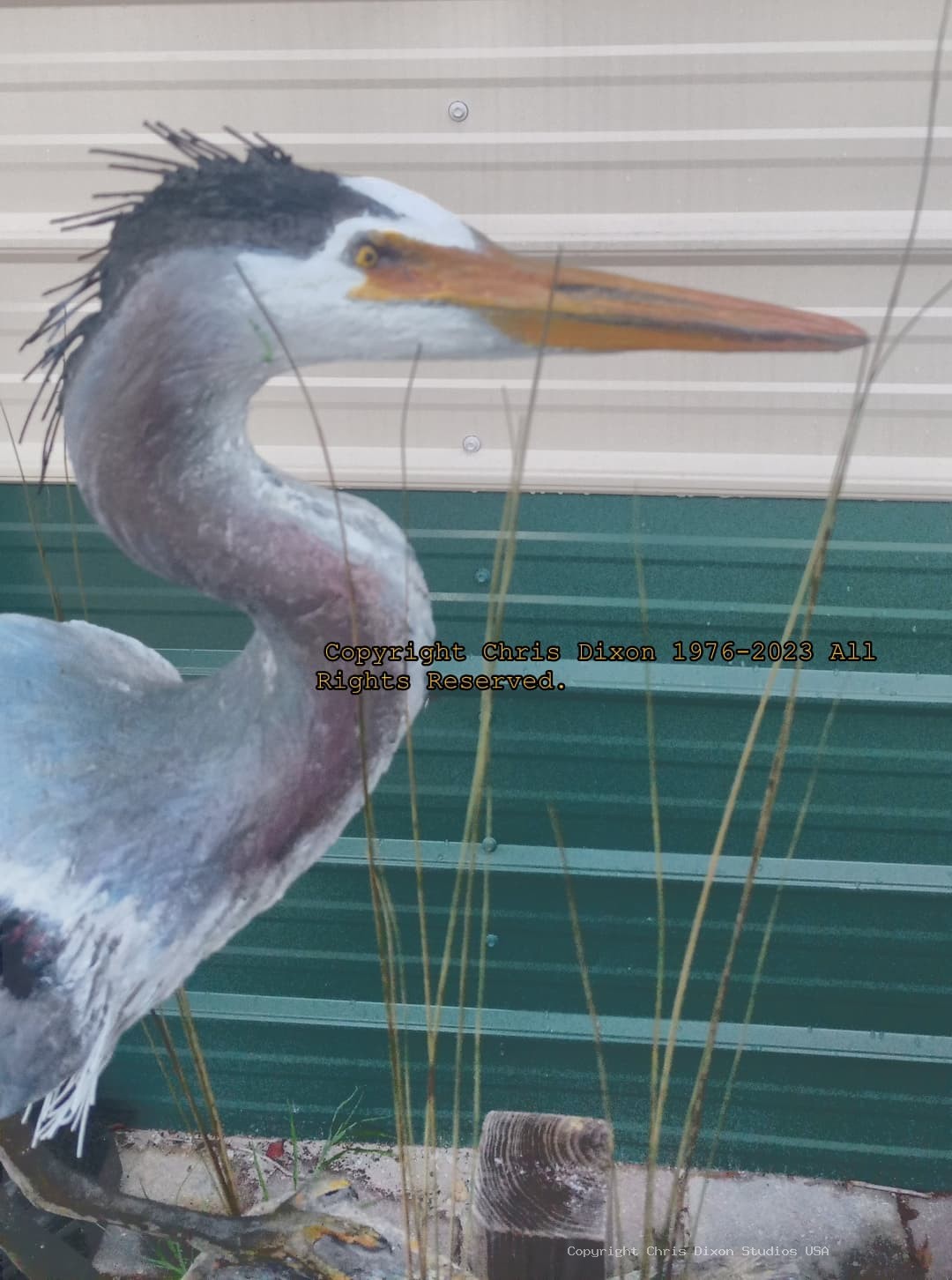 Heron29Plummaged 021