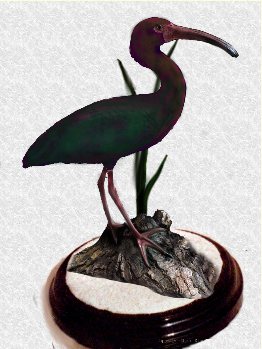 Ibis Glossy Bird 26in