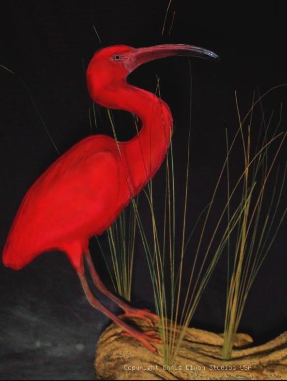 Ibis Scarlet Bird 26in