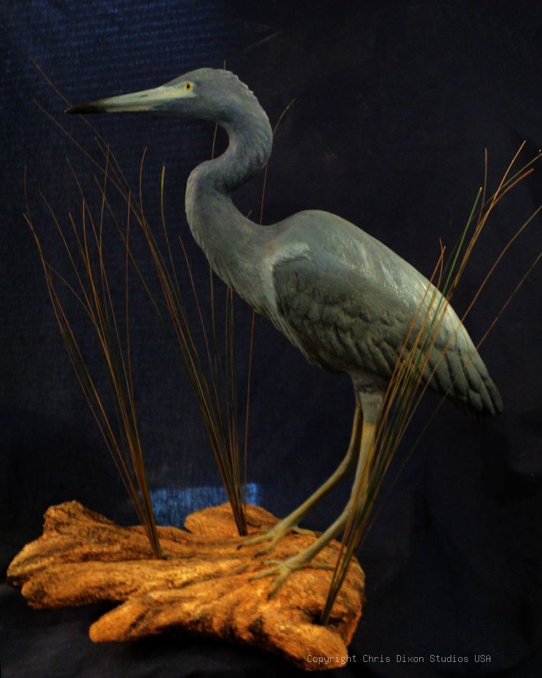 Little Blue Heron Sculpture29in 818