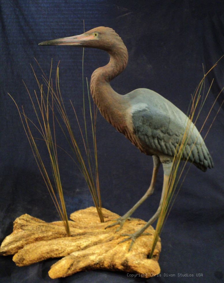 Reddish Egret Sculpture29in 836