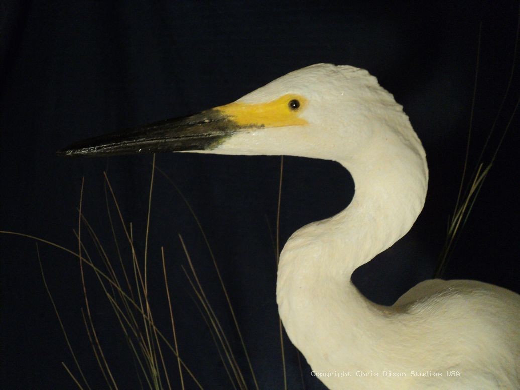 Snowy Egret Sculpture29in 742
