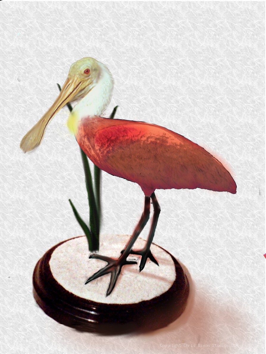 Spoonbill Rosete 26in