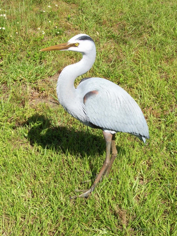 Heron 0858